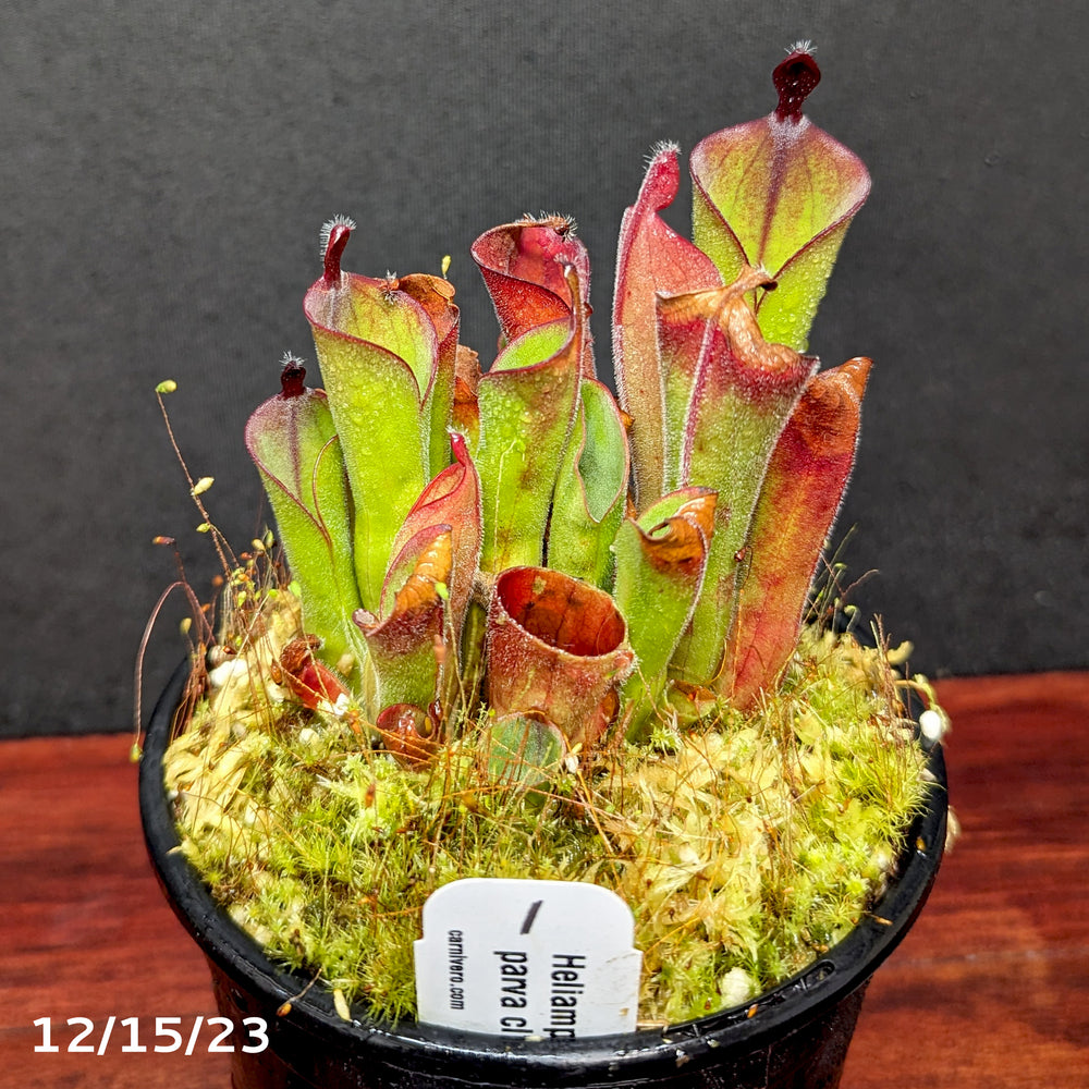 
                      
                        Heliamphora parva clone 13/3 (red) - Exact Plant 12/15/23
                      
                    