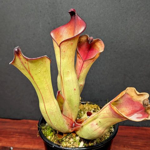 Heliamphora uncinata Giant Amuri pitcher plant with pale yellow tubular pitchers and red-edged lids in a small pot.