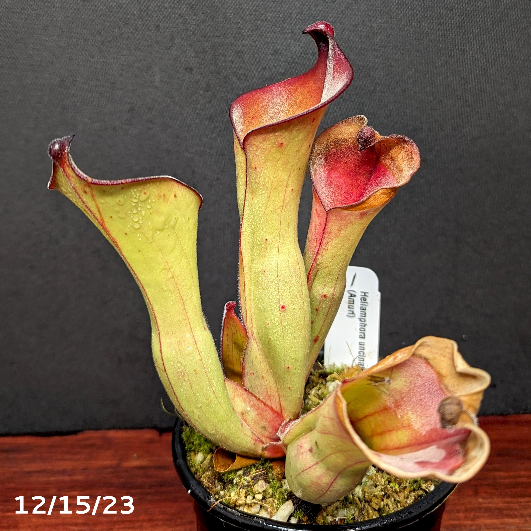 Heliamphora uncinata Giant (Amuri) – Carnivero