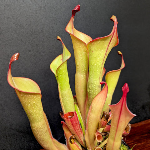 Heliamphora Godzilla cluster with lime yellow green pitchers and red edged rims on a dark background