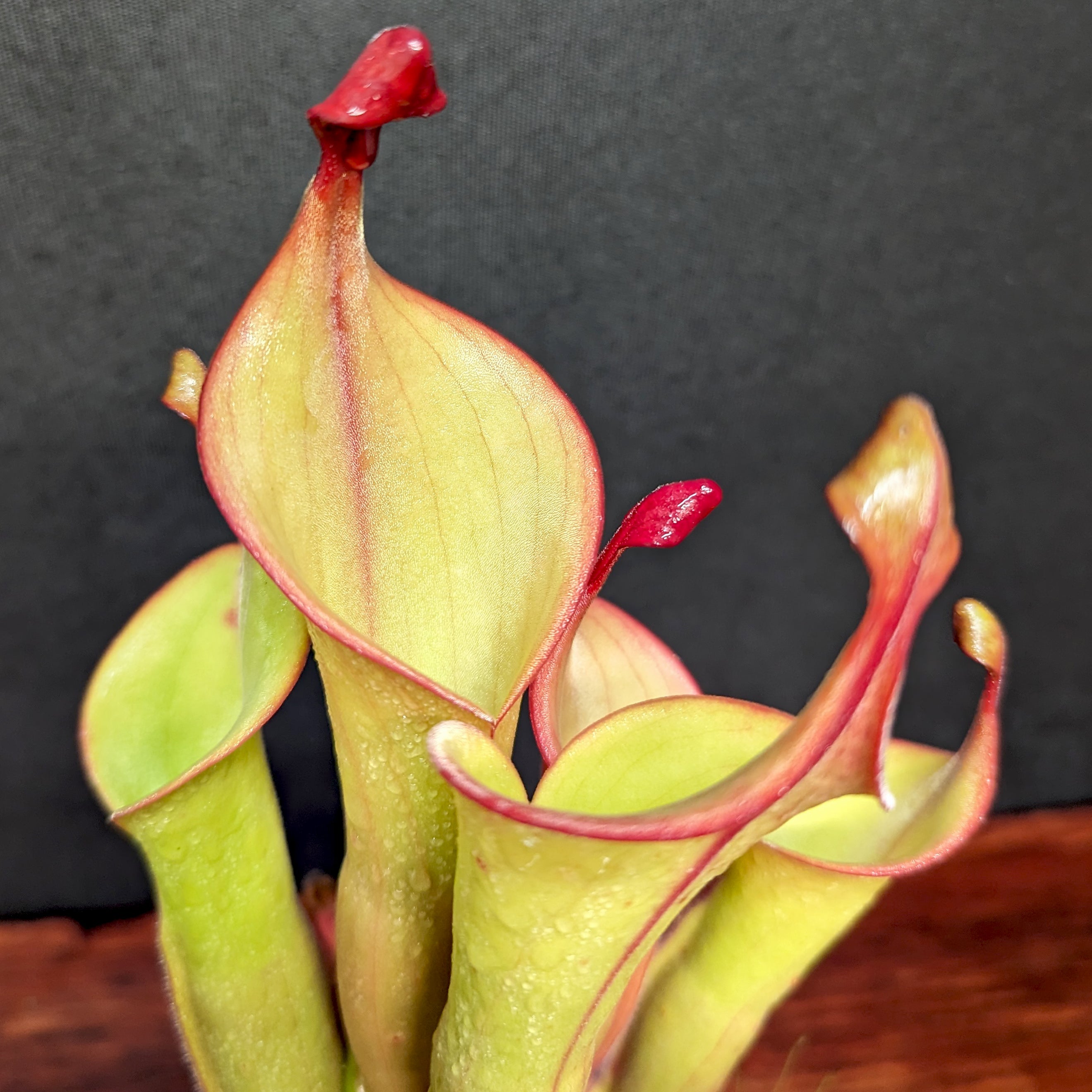 Heliamphora 