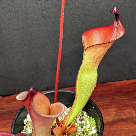Heliamphora heterodoxa x ionasii pitcher with elongated lime green body and red orange hood against a dark background.