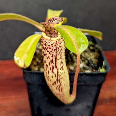 Nepenthes Rokko x boschiana x veitchii x vogelii hybrid pitcher with cream and burgundy speckles and a red peristome in a small pot
