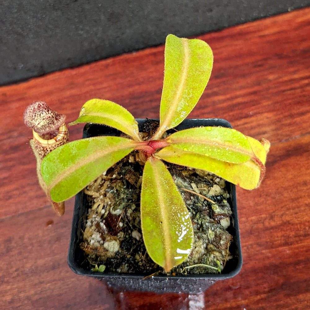 
                      
                        Nepenthes [(Rokko x boschiana) x veitchii] x vogelii, CAR-0392
                      
                    