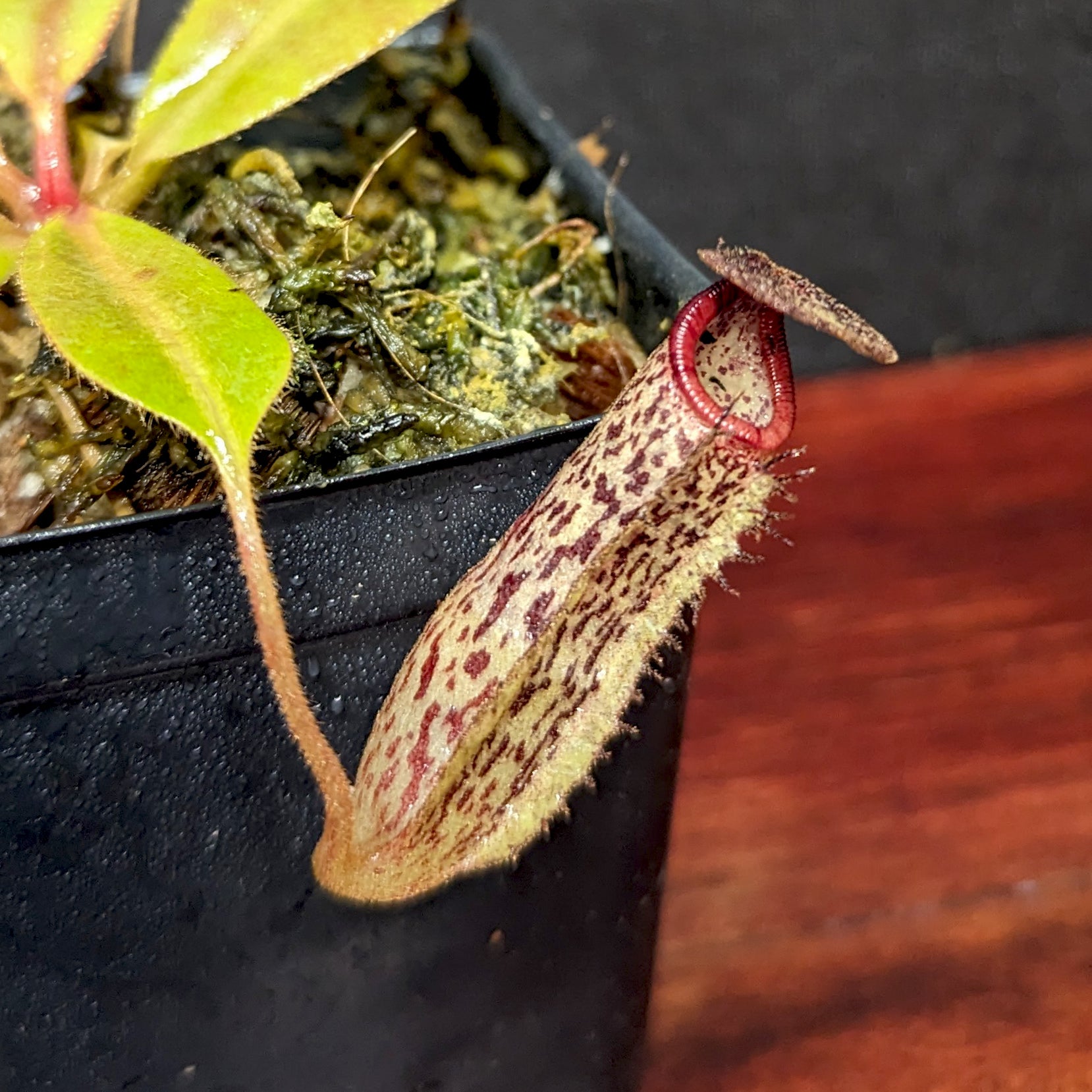 teatネペンチョップロワーピッチャー Plants