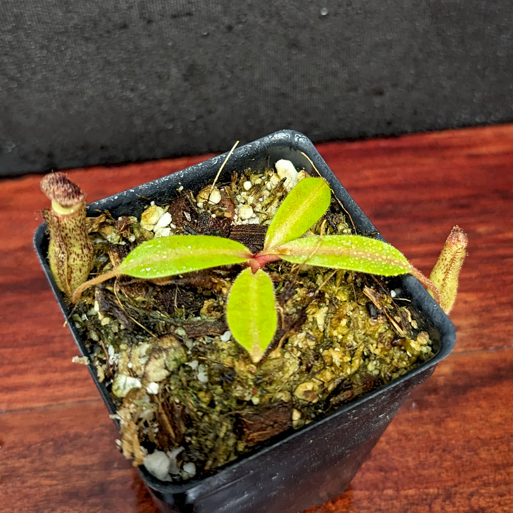 
                      
                        Nepenthes [(Rokko x boschiana) x veitchii] x vogelii, CAR-0392
                      
                    