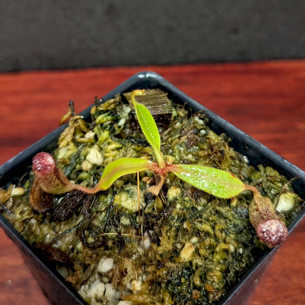 
                      
                        Nepenthes [(Rokko x boschiana) x veitchii] x vogelii, CAR-0392
                      
                    
