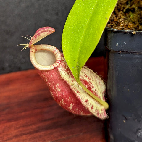 Close up of a Nepenthes ampullaria Tricolor x rafflesiana white BE pitcher with red body and pale speckling