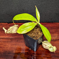 Nepenthes ampullaria Tricolor x rafflesiana white BE, CAR-0388