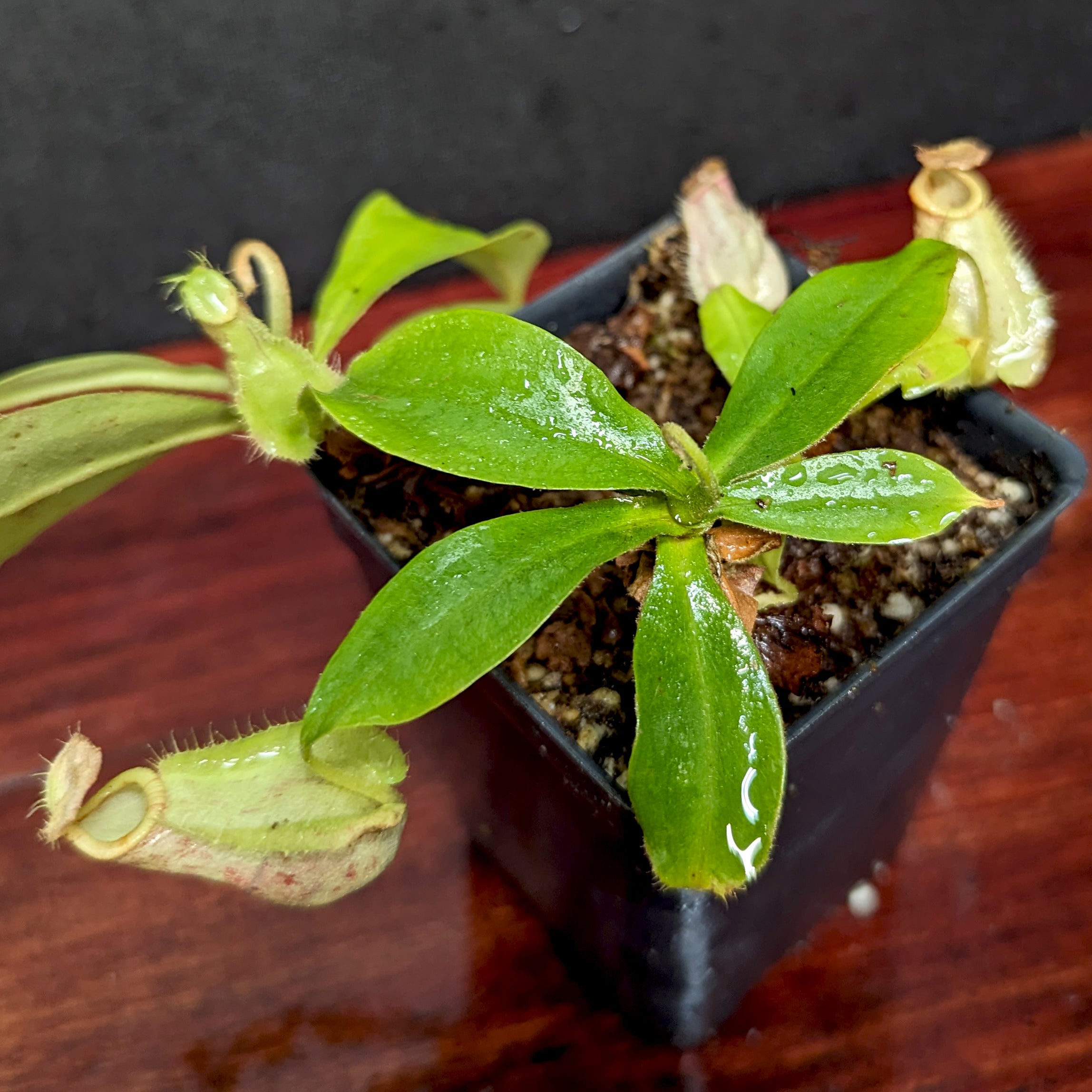 Nepenthes ampullaria Tricolor x rafflesiana white BE, CAR-0388