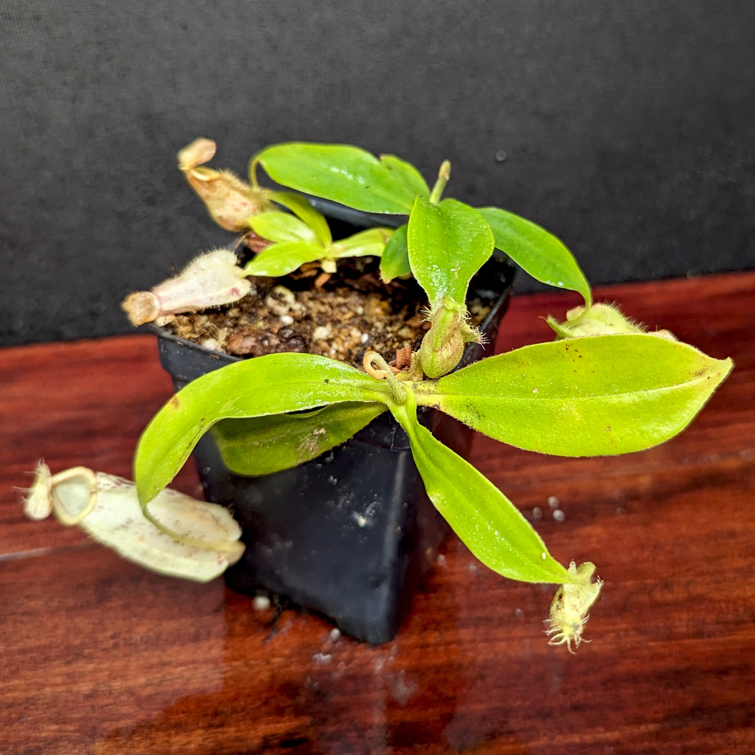 Nepenthes ampullaria Tricolor x rafflesiana white BE, CAR-0388