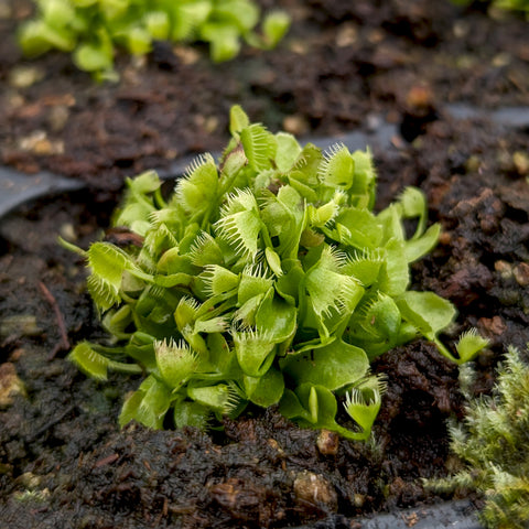 Compact Dionaea muscipula Crazy Cup Venus flytrap with bright green traps and fringe like margins