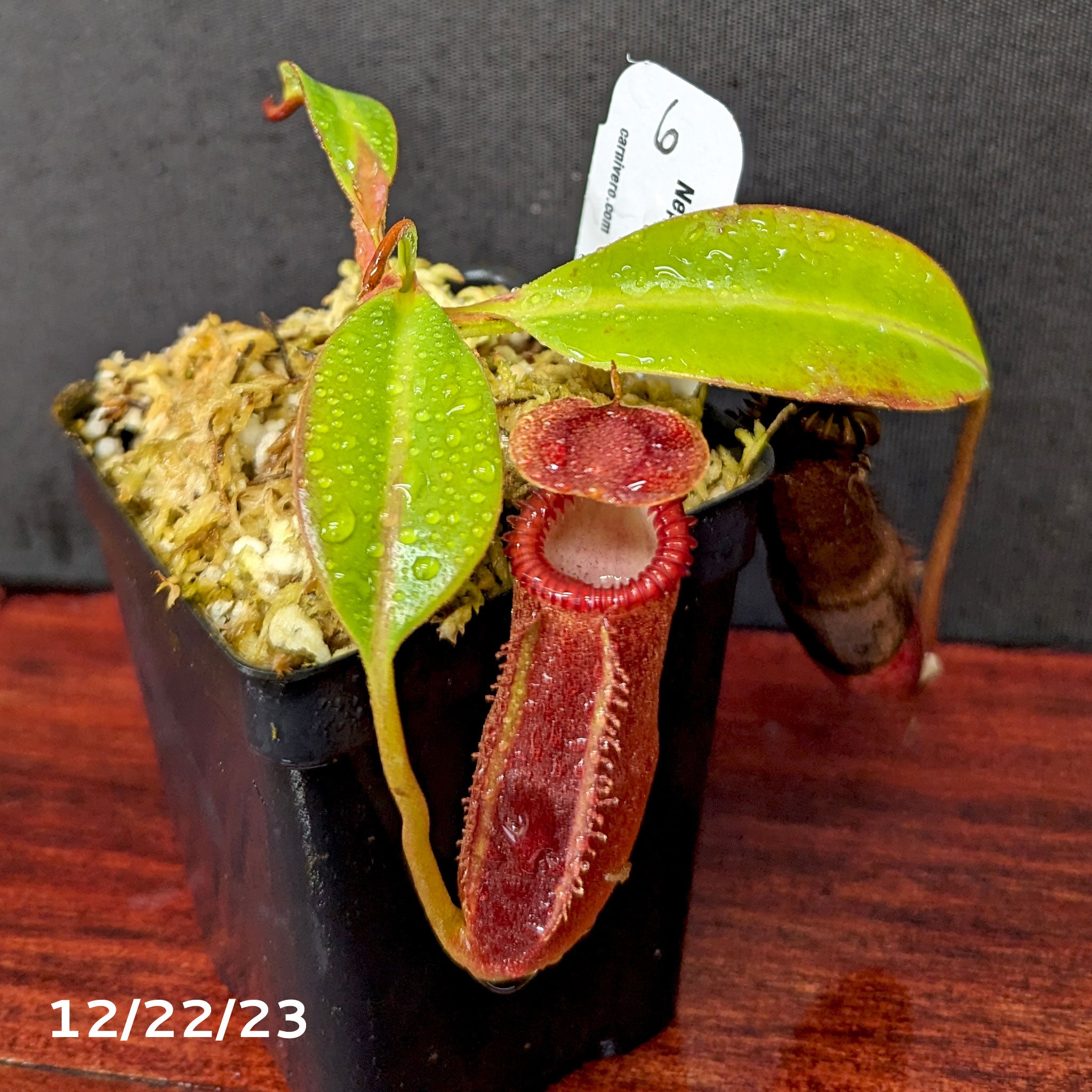 Nepenthes edwardsiana – Carnivero