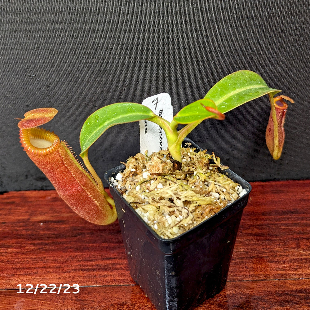 
                      
                        Nepenthes edwardsiana
                      
                    