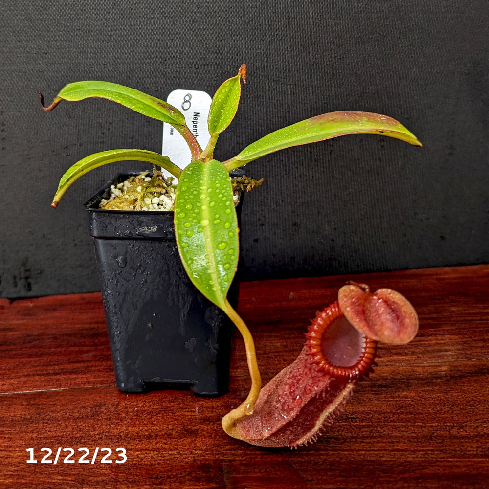 
                      
                        Nepenthes edwardsiana
                      
                    
