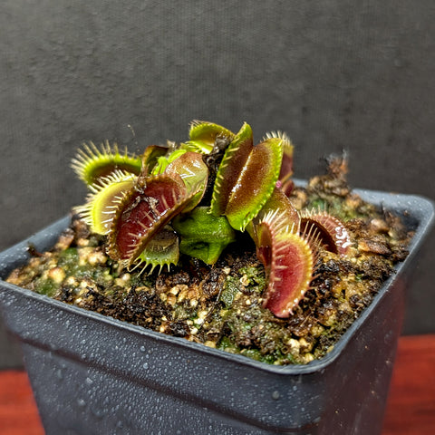 Venus flytrap Maroon Monster with burgundy traps and lime green outer edges in a small pot