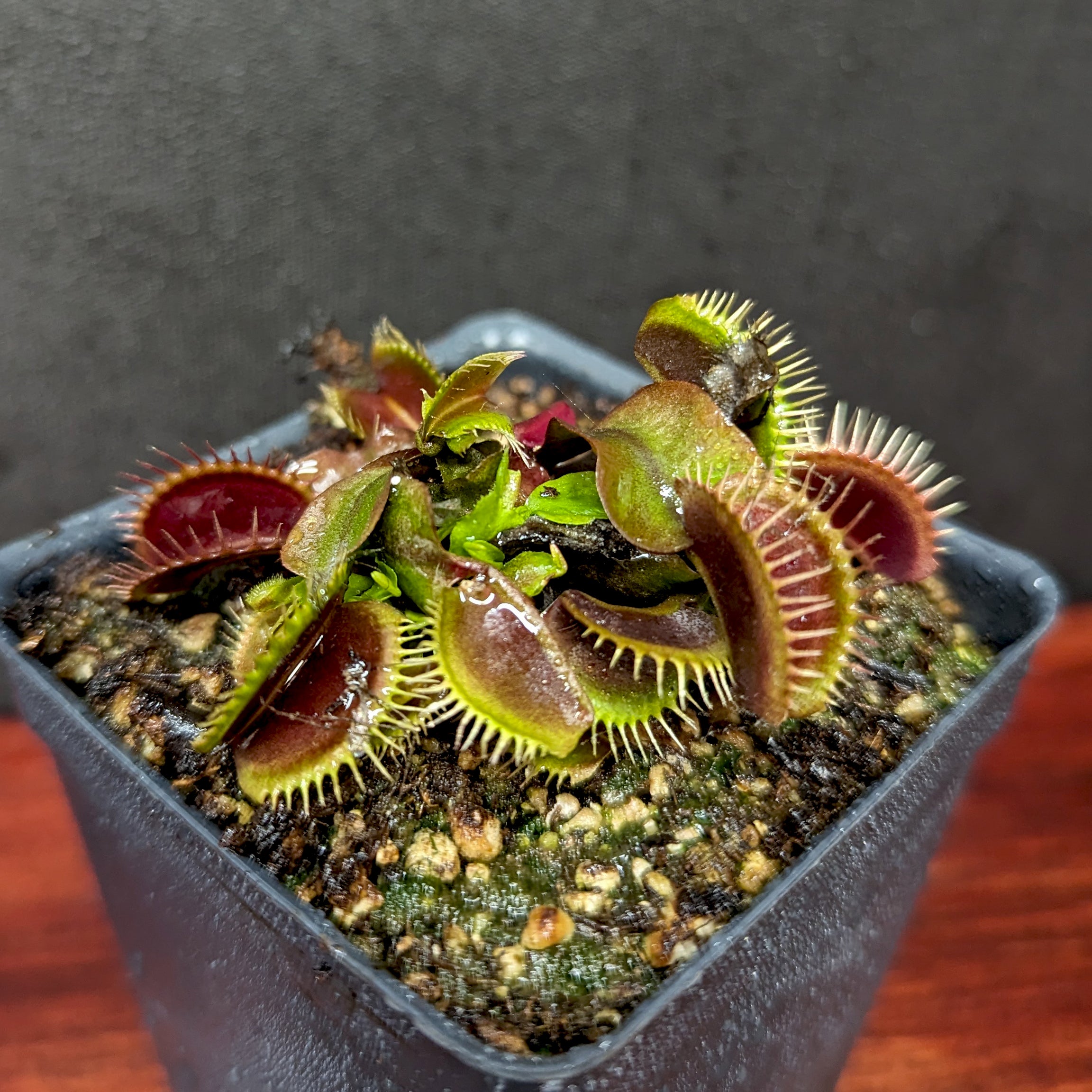 Venus Flytrap- Dionaea muscipula 'Maroon Monster' – Carnivero
