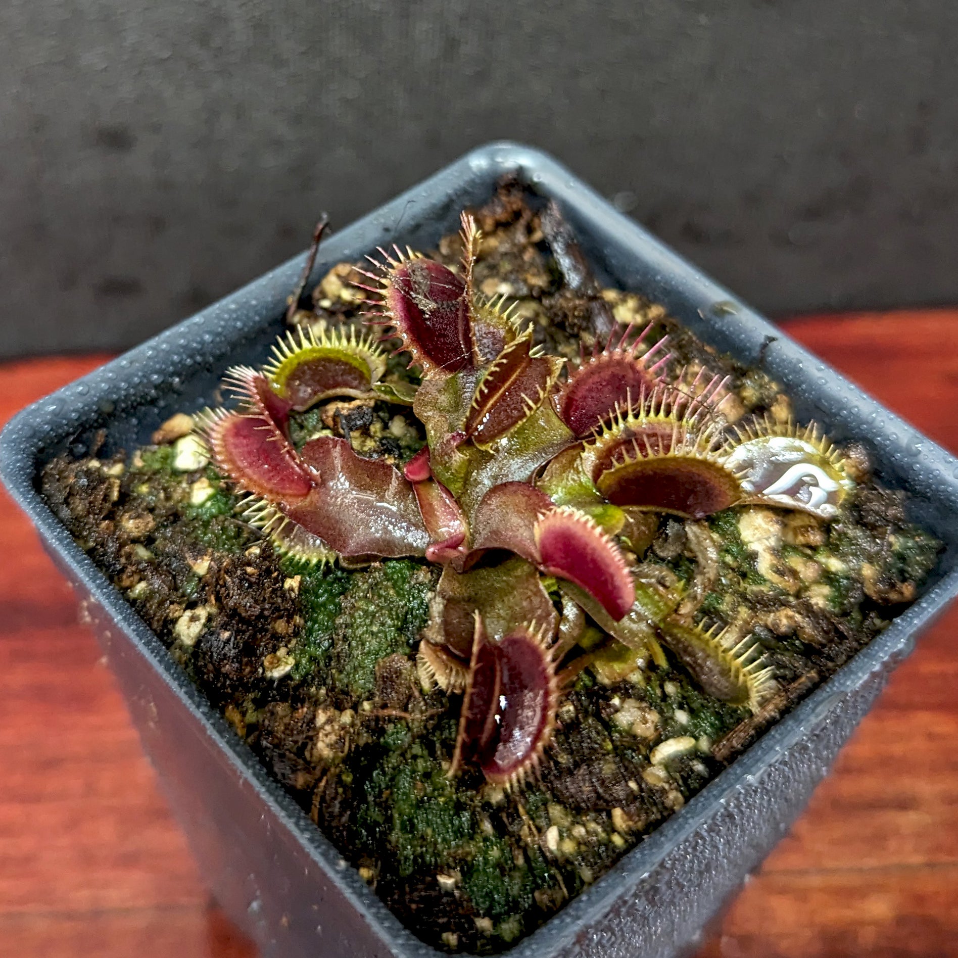 Venus Flytrap- Dionaea muscipula 'Maroon Monster' – Carnivero