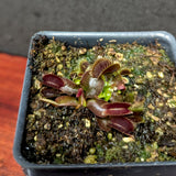 Dionaea muscipula 'Maroon Monster' Venus Flytrap