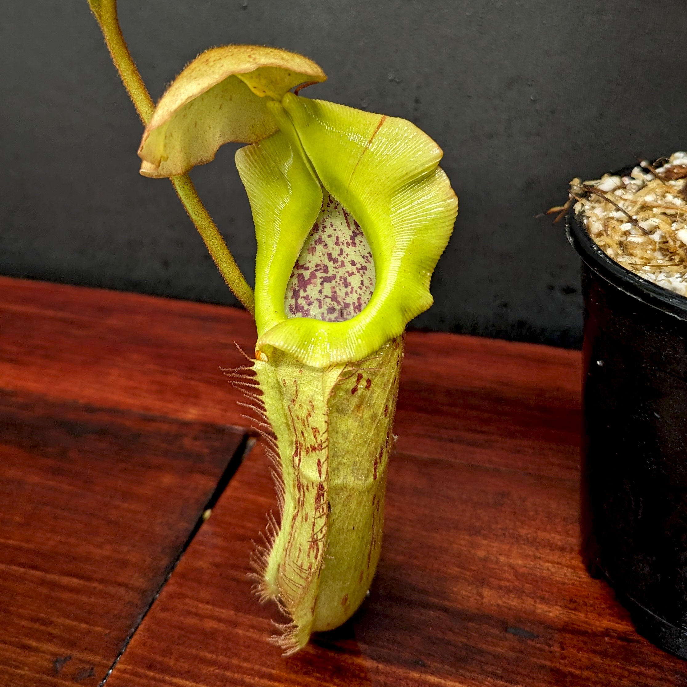 Nepenthes platychila x robcantleyi, BE-3946 – Carnivero