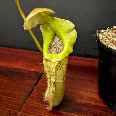 Nepenthes BE-3946 pitcher with lime green peristome and speckled interior on a wooden table