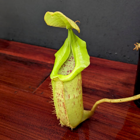 Nepenthes platychila x robcantleyi BE-3946 pitcher held by fingers, pale green body with red speckles and a lime-green lid