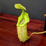 Nepenthes platychila x robcantleyi, BE-3946