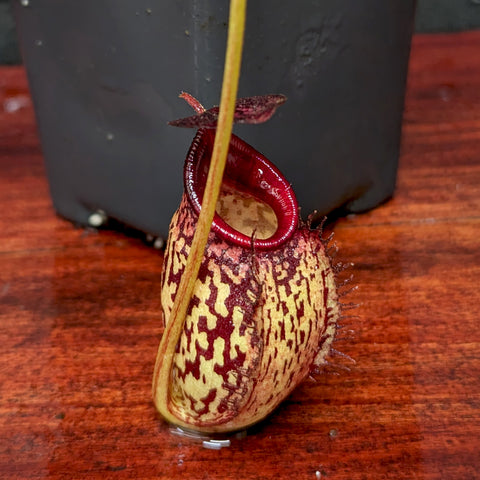 Nepenthes spectabilis x aristolochioides pitcher with yellow beige body and dark maroon pattern and red rim.