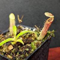 Nepenthes singalana Belirang, BE-3170