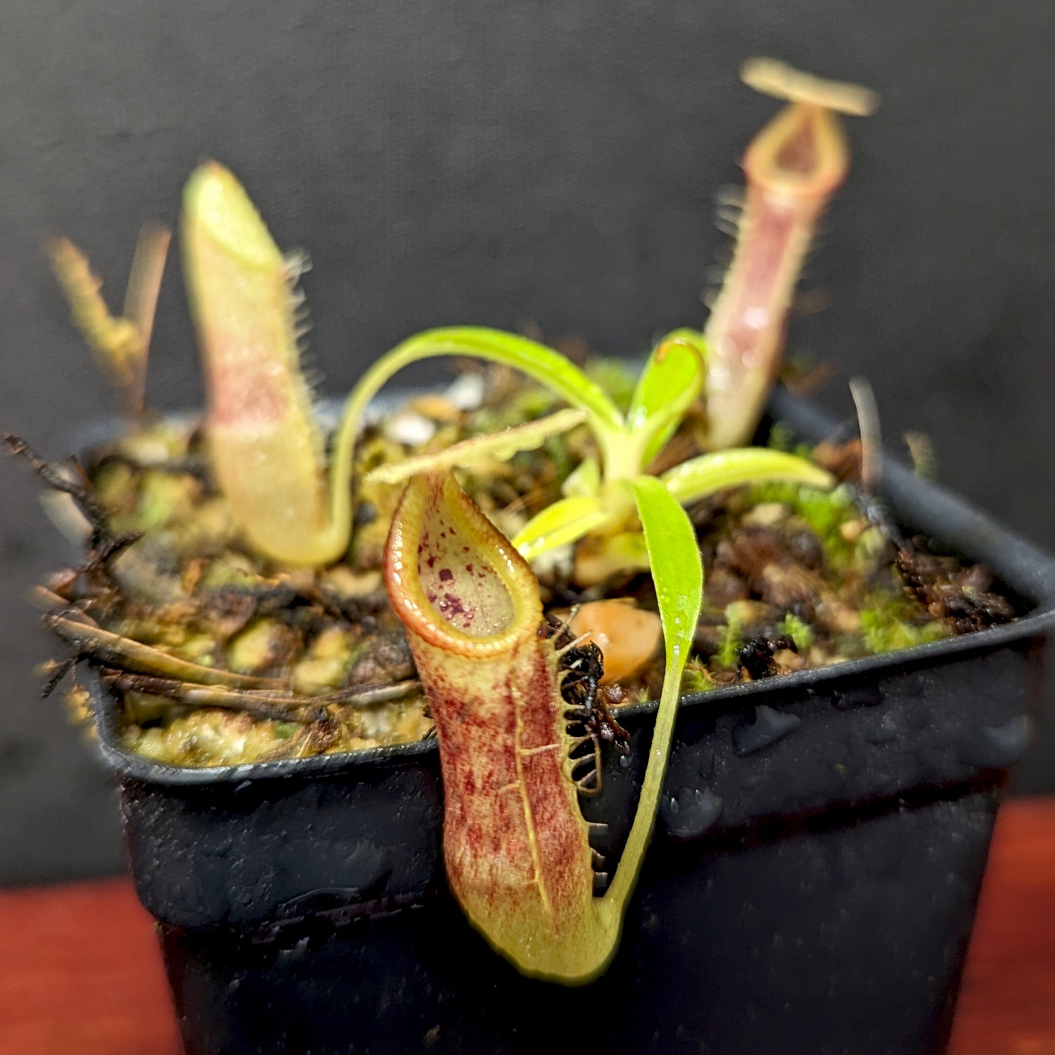 Nepenthes singalana Belirang, BE-3170 – Carnivero