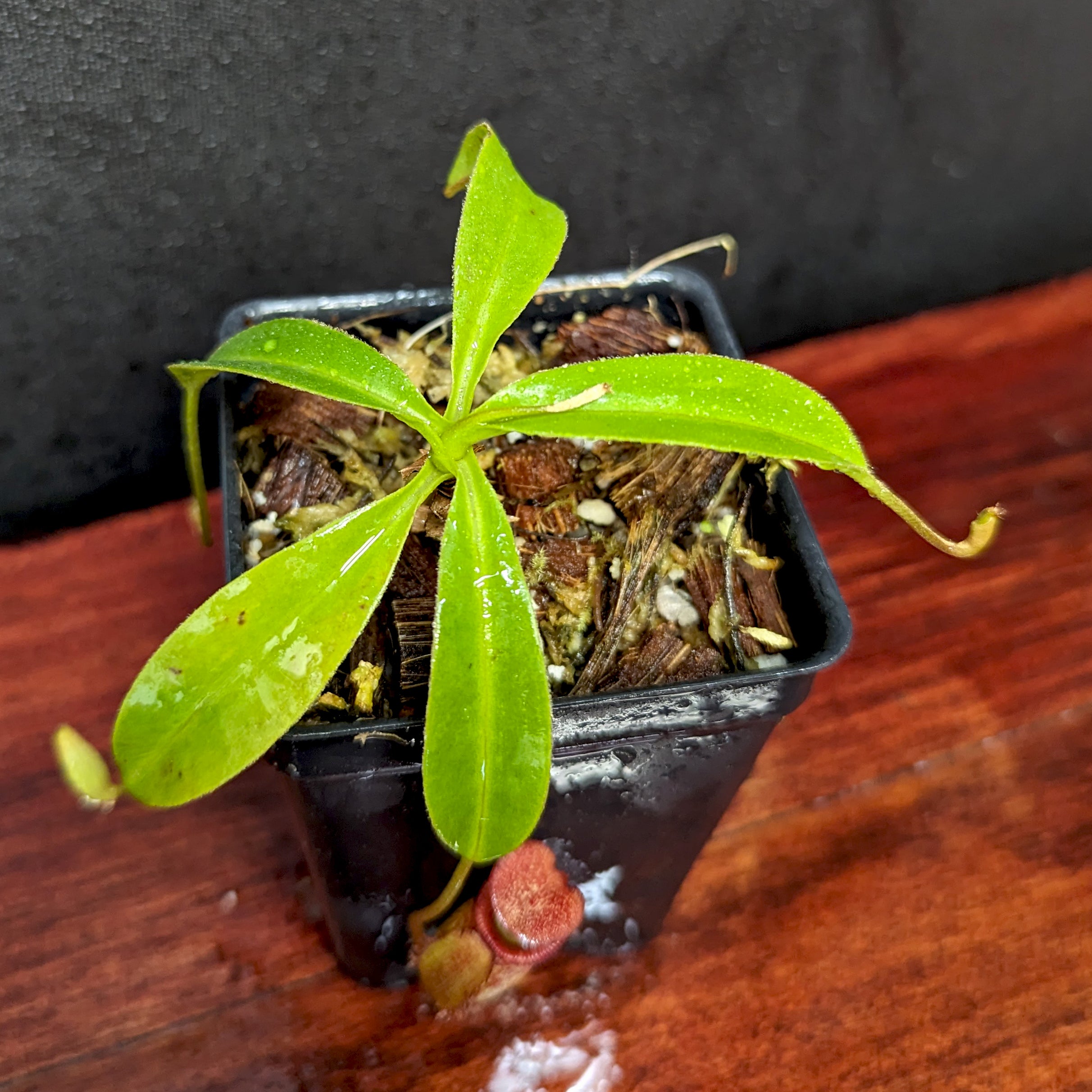 Nepenthes petiolata x talangensis, BE-3762 – Carnivero