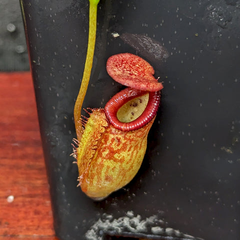 Nepenthes petiolata x talangensis BE-3762 with a red speckled pitcher and curling tendril in a pot