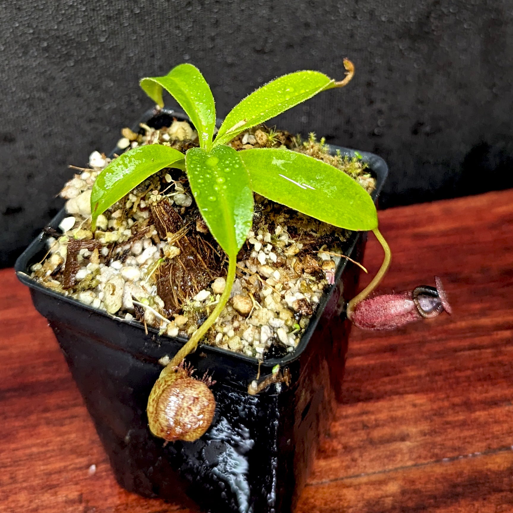 Nepenthes petiolata x talangensis, BE-3762 – Carnivero