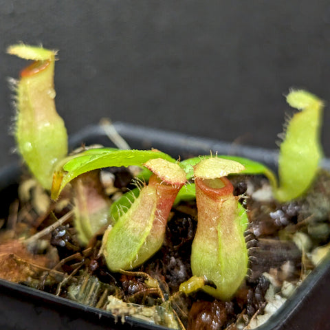 Juvenile Nepenthes ventricosa x edwardsiana x ventricosa with small green pitchers in a pot.