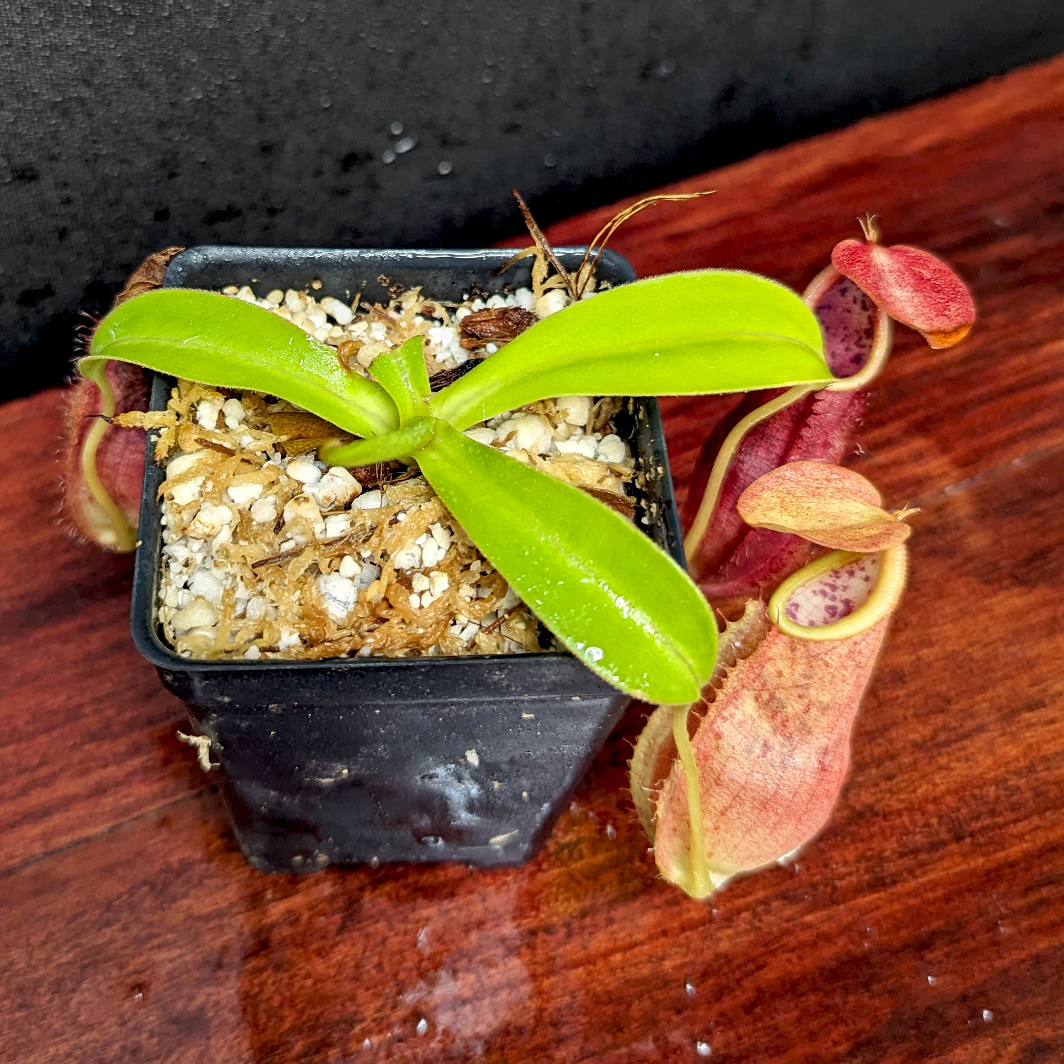 Nepenthes adrianii, CAR-0135 – Carnivero
