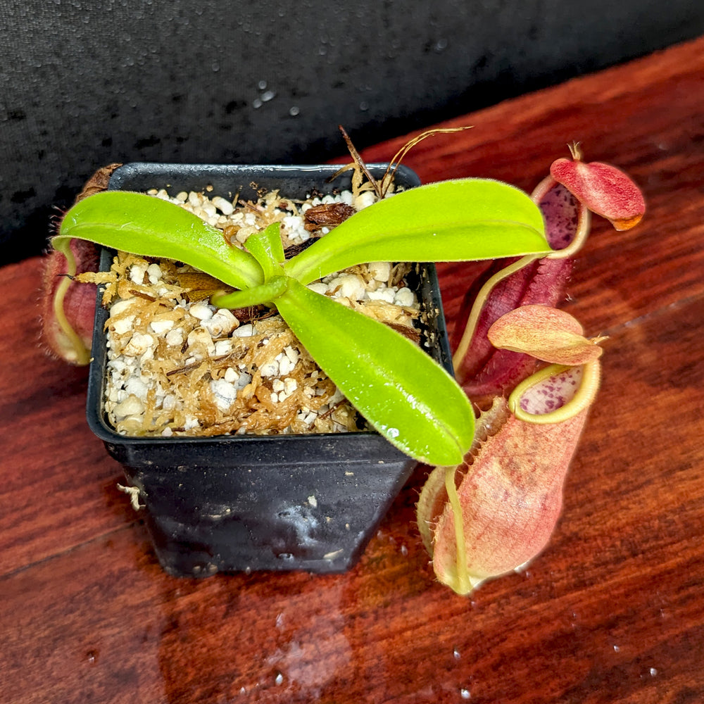 
                      
                        Nepenthes adrianii, CAR-0135
                      
                    