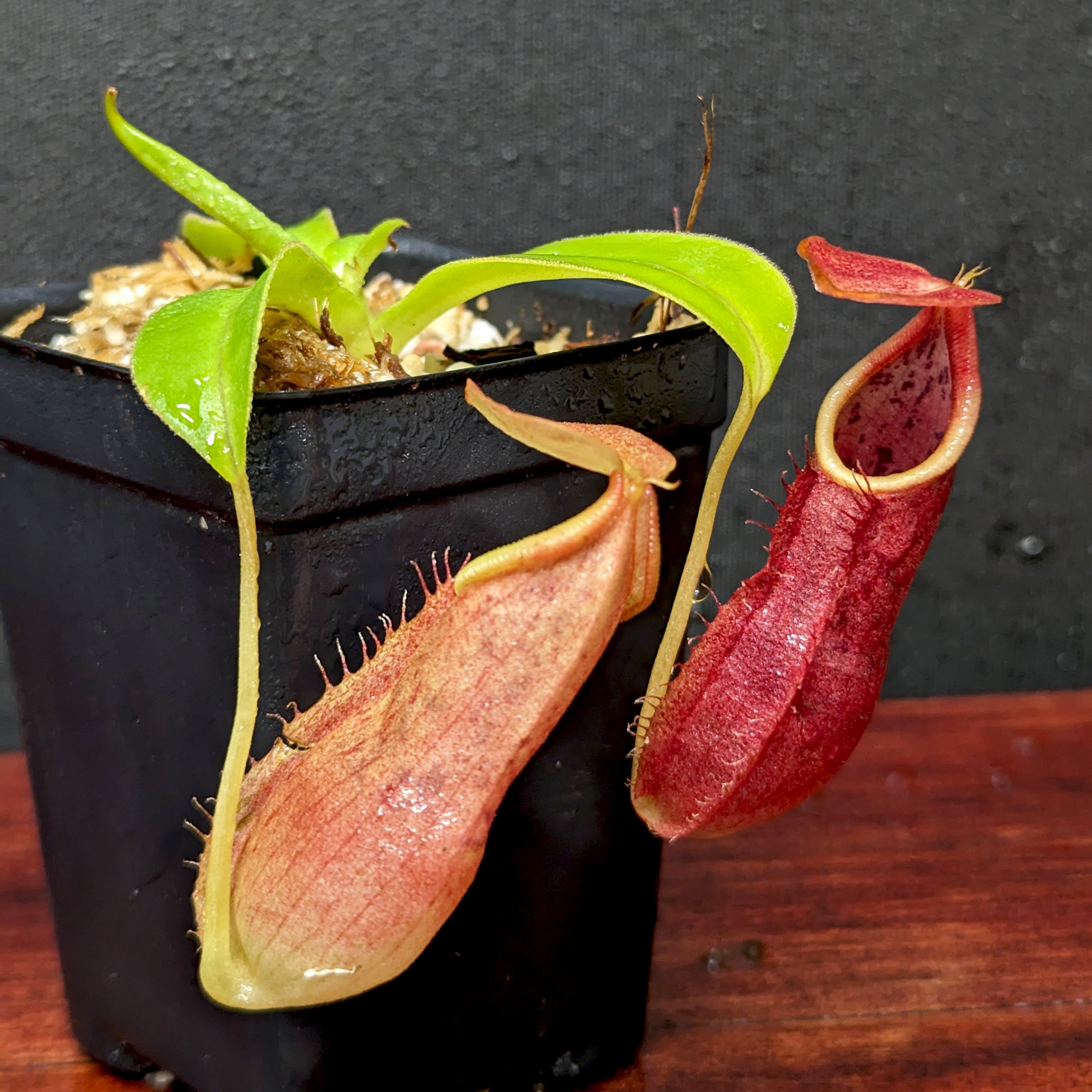 Nepenthes adrianii, CAR-0135 – Carnivero