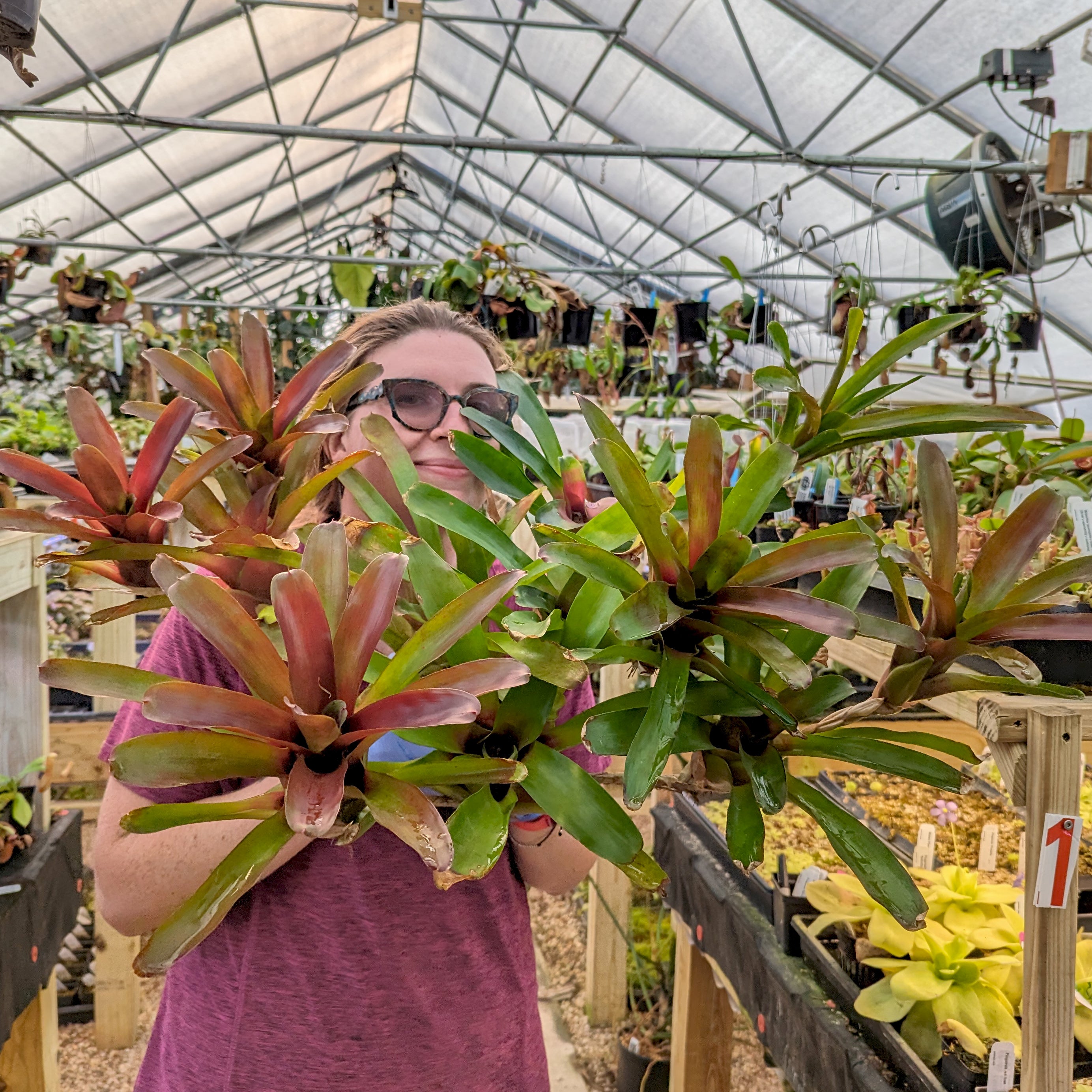 Bromeliad Neoregelia 'Fireball' Tropical Plant – Carnivero