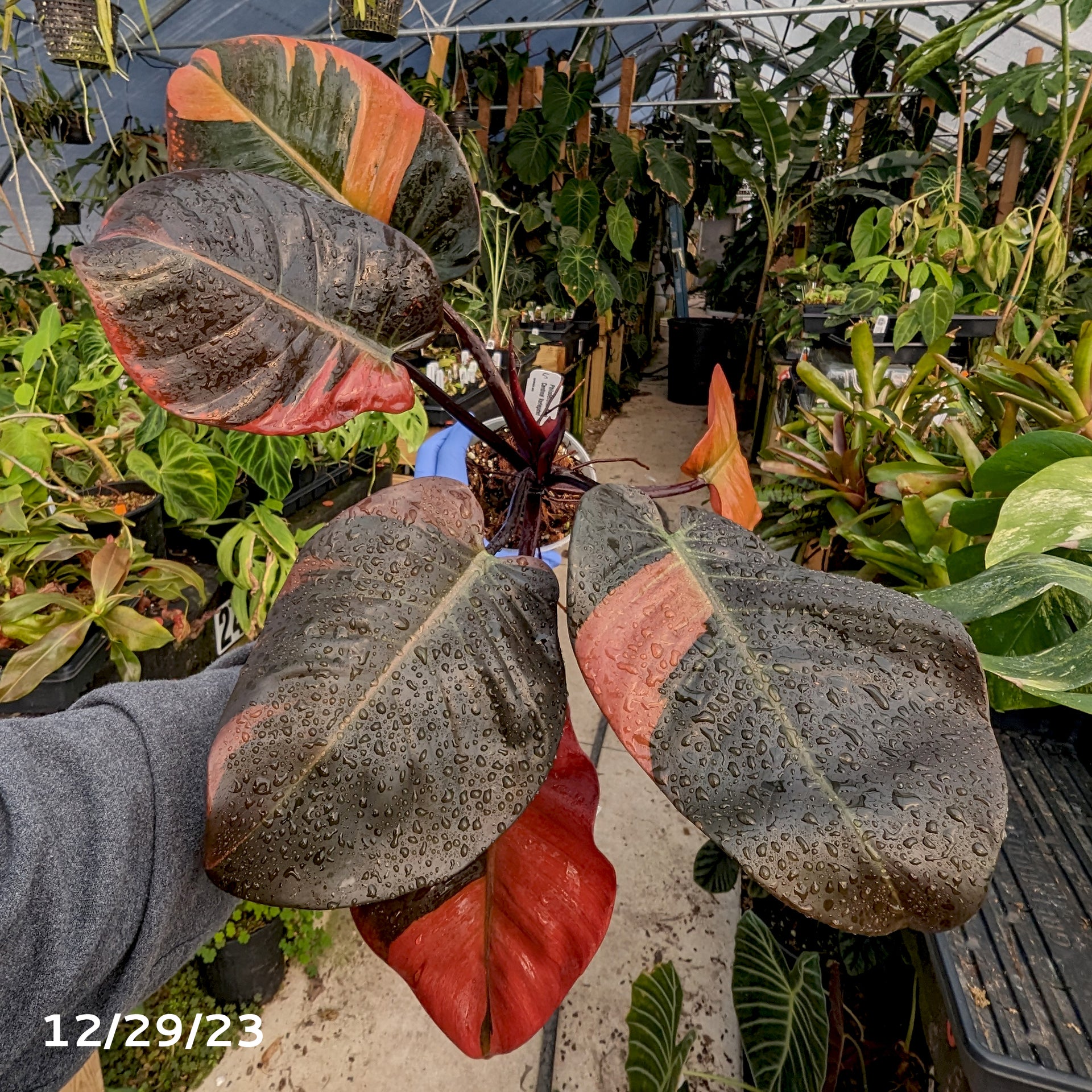 Philodendron Black Cardinal Variegated
