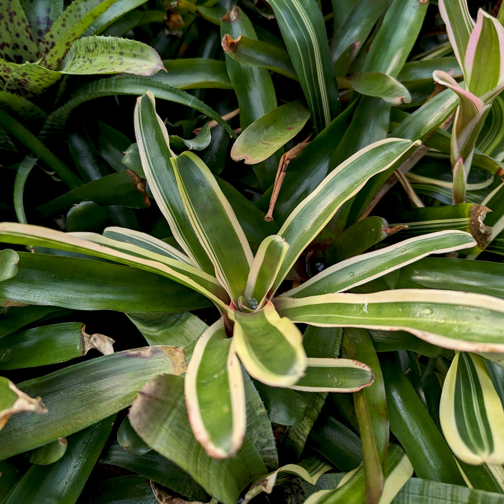 
                      
                        Bromeliad Neoregelia 'Donger' Tropical Plant
                      
                    