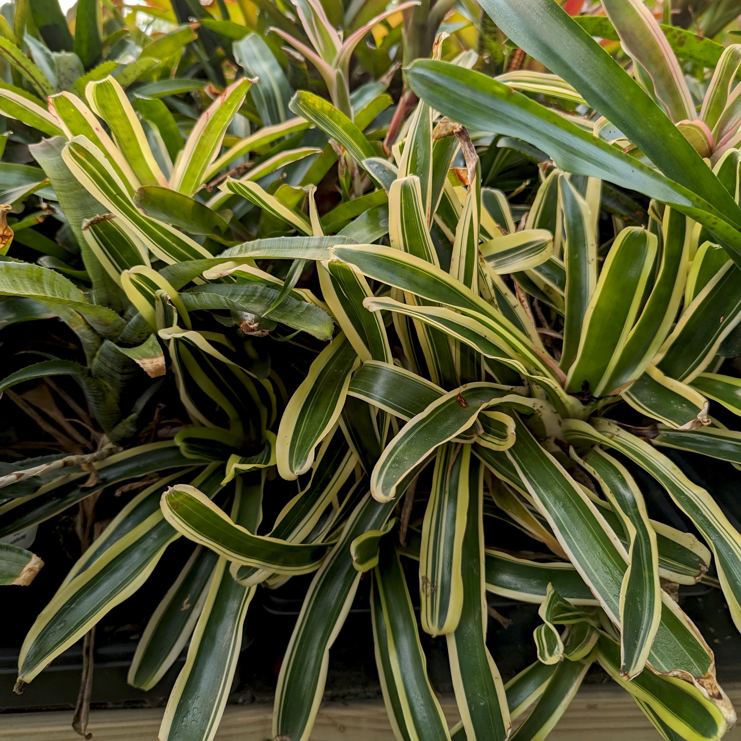Bromeliad Neoregelia 'Donger' Tropical Plant – Carnivero