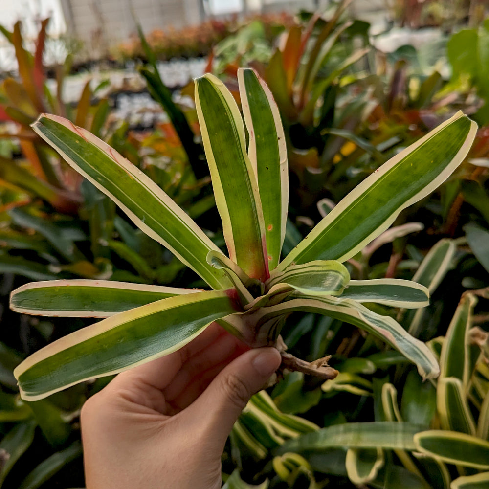 
                      
                        Bromeliad Neoregelia 'Donger' Tropical Plant
                      
                    