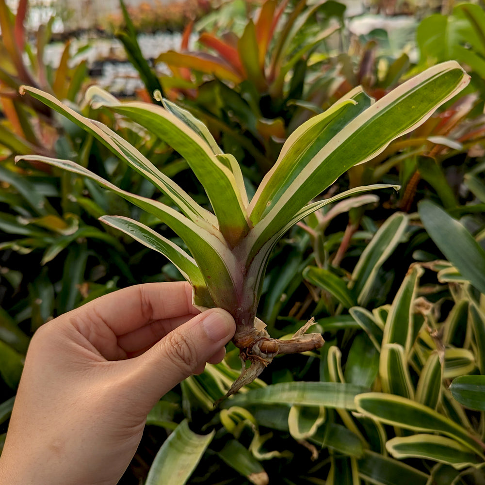 
                      
                        Bromeliad Neoregelia 'Donger' Tropical Plant
                      
                    