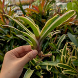 Bromeliad Neoregelia 'Donger' Tropical Plant