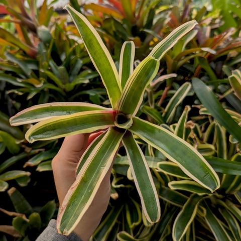 Neoregelia Donger variegated bromeliad with green leaves edged in creamy white