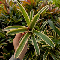 Bromeliad Neoregelia 'Donger' Tropical Plant
