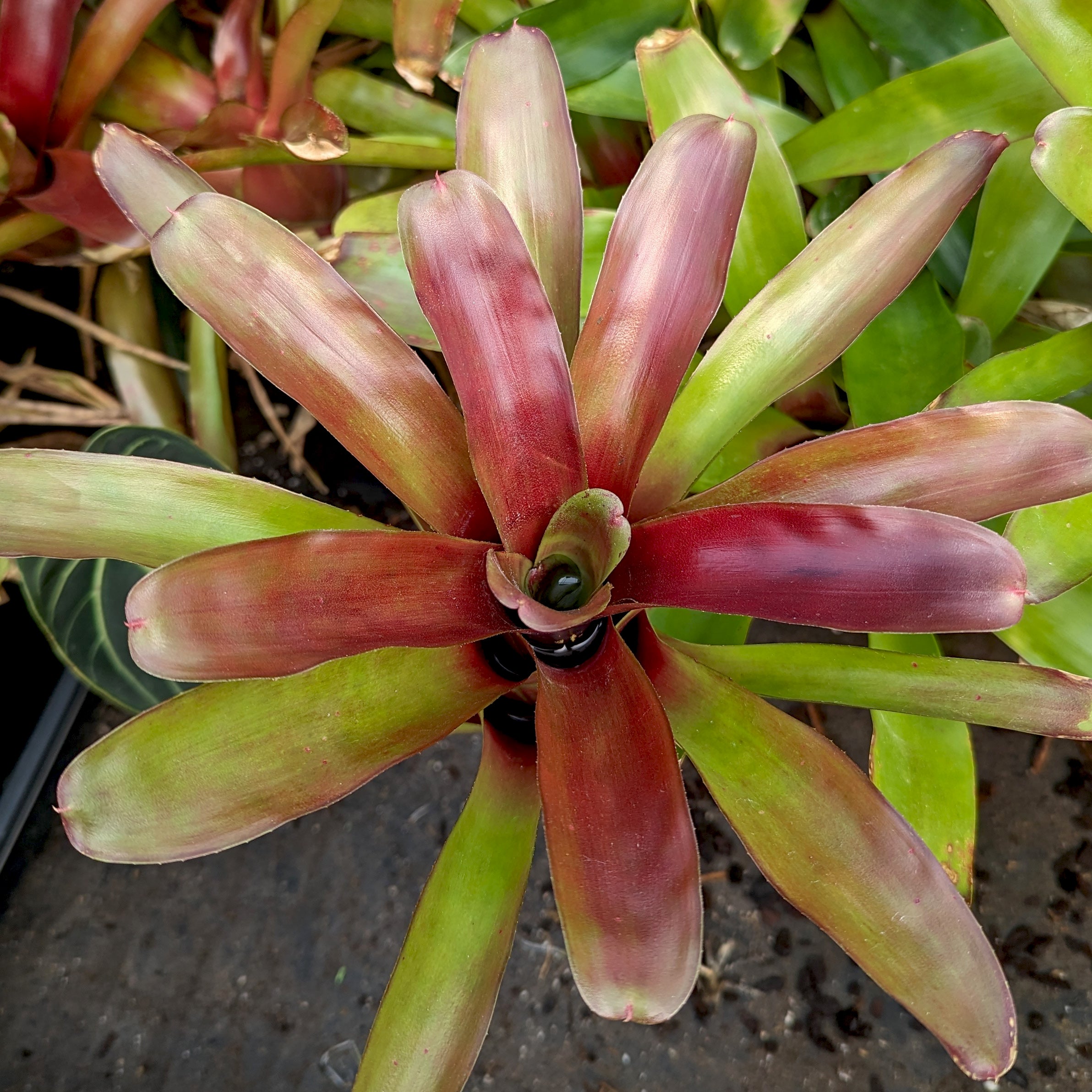 Bromeliad Neoregelia 'Fireball' Tropical Plant – Carnivero