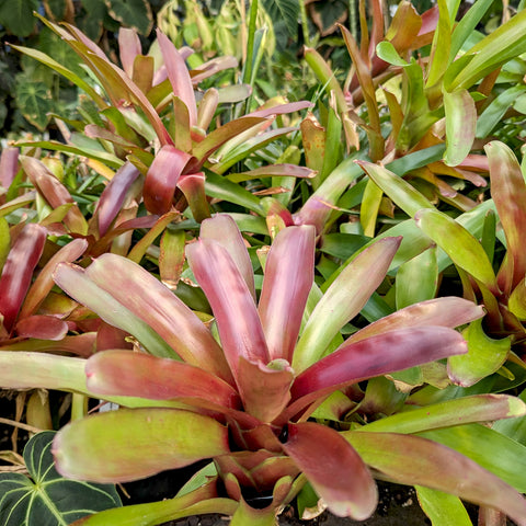 Neoregelia Fireball bromeliad rosette with red purple leaves and green undertones
