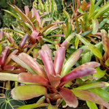 Bromeliad Neoregelia 'Fireball' Tropical Plant