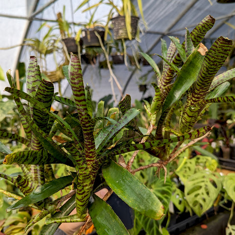 Bromeliad Neoregelia ampullacea Grayson with tall green leaves marked by maroon stripes.